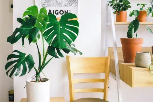 Les plantes d’intérieur les plus simples à entretenir pour une ambiance végétale à la maison