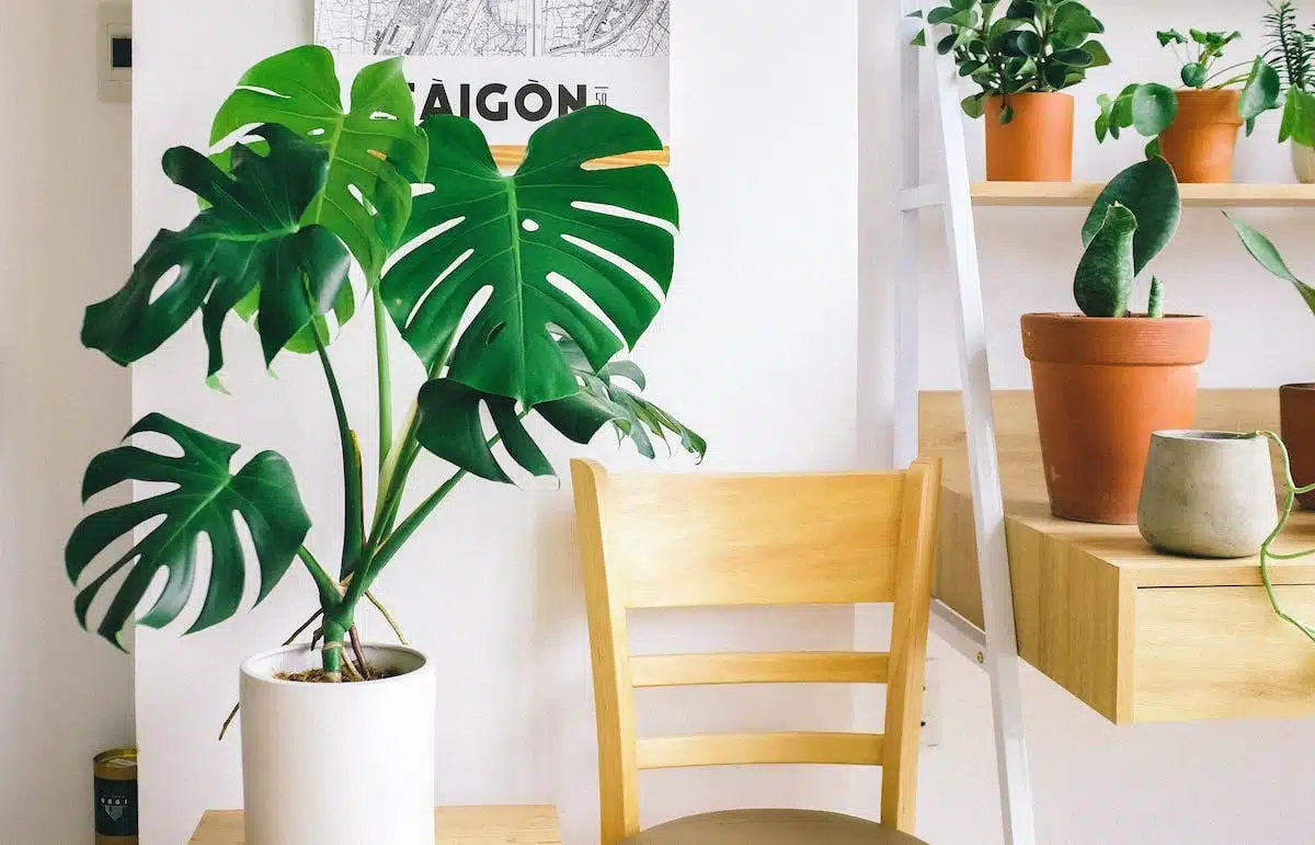 Les plantes d’intérieur les plus simples à entretenir pour une ambiance végétale à la maison