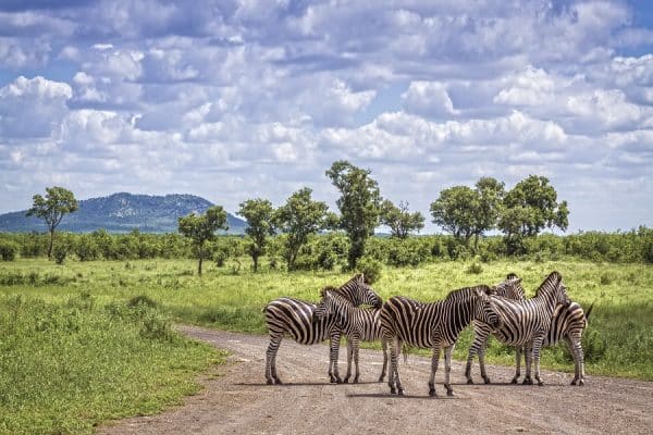 Comment organiser votre voyage en Afrique du Sud ?