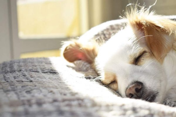 Comment décorer vos meubles ?