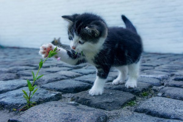 Comment vermifuger un chat naturellement ?