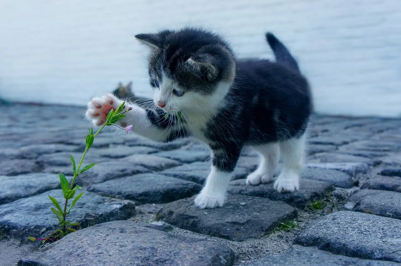 Comment vermifuger un chat naturellement ?