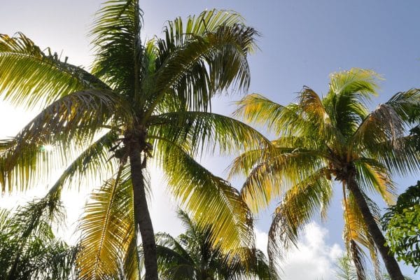 Pourquoi visiter la station balnéaire de Punta cana durant votre séjour en République dominicaine ?