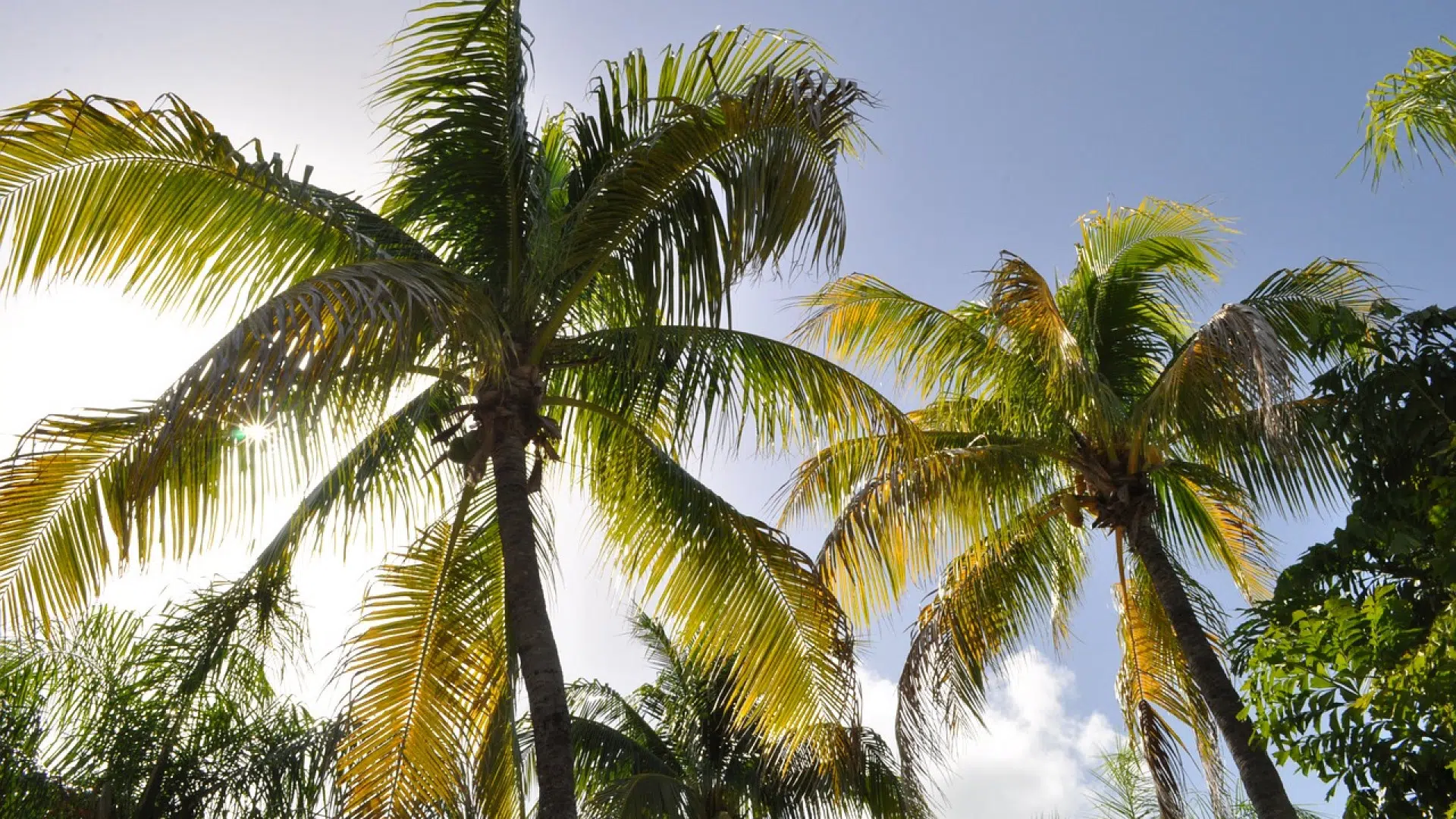 Pourquoi visiter la station balnéaire de Punta cana durant votre séjour en République dominicaine ?