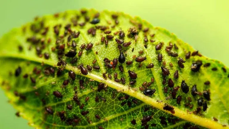 Comment traiter les pucerons naturellement ?