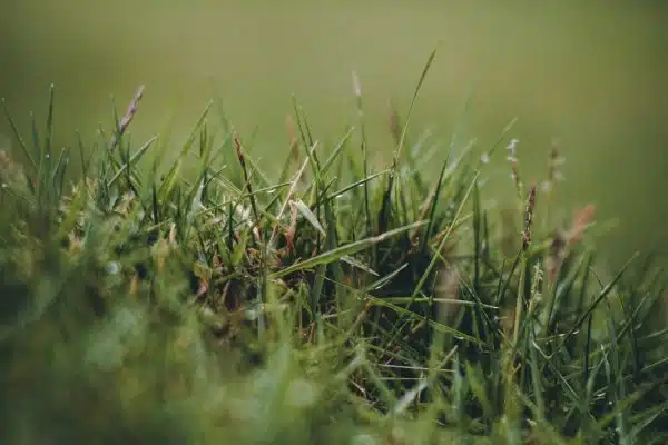 Quels moyens de lutte adopter pour en finir avec le ray-grass aujourd’hui ?