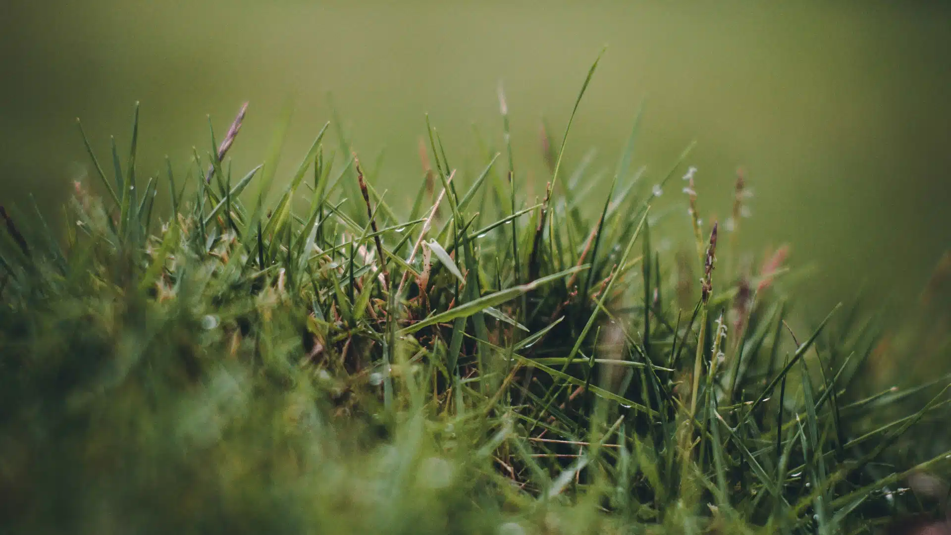 Quels moyens de lutte adopter pour en finir avec le ray-grass aujourd’hui ?