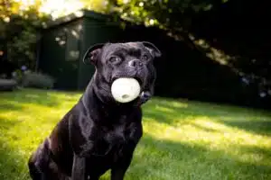 Apprivoiser un Staffy Noir – Guide pas à pas