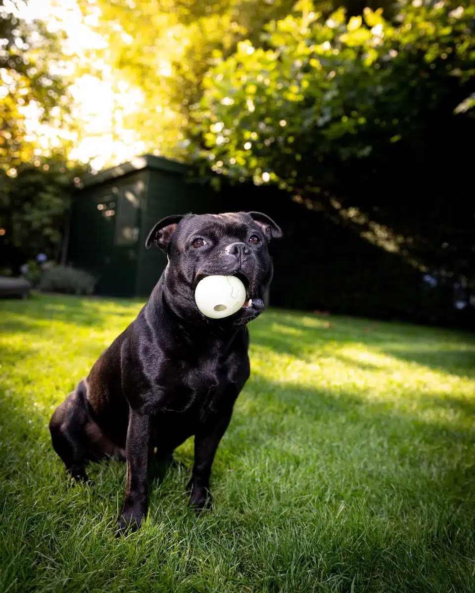 Apprivoiser un Staffy Noir – Guide pas à pas