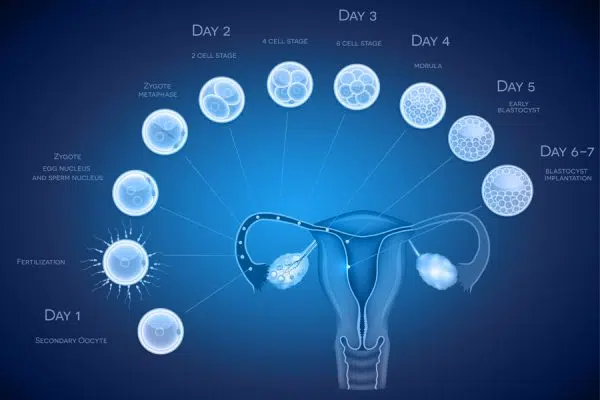 Saignement d’implantation ou règles ?