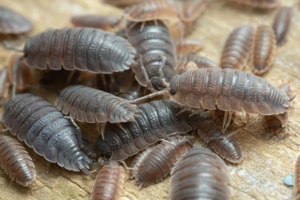 Comment se débarrasser des cloportes naturellement ?