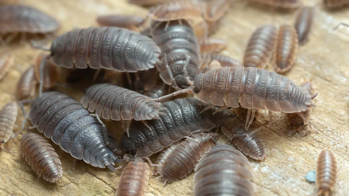 Comment se débarrasser des cloportes naturellement ?